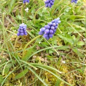 Photographie n°2466665 du taxon Muscari neglectum Guss. ex Ten. [1842]