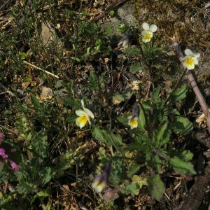 Photographie n°2466667 du taxon Viola tricolor subsp. saxatilis (F.W.Schmidt) Arcang. [1882]