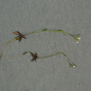 Photographie n°2466671 du taxon Arabidopsis thaliana (L.) Heynh.
