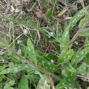 Photographie n°2466746 du taxon Pulmonaria longifolia (Bastard) Boreau [1857]