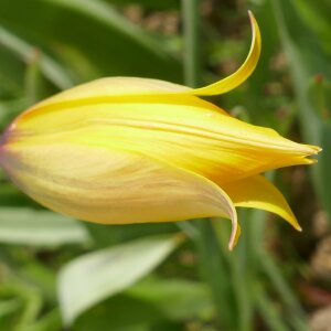 Photographie n°2466766 du taxon Tulipa sylvestris L.