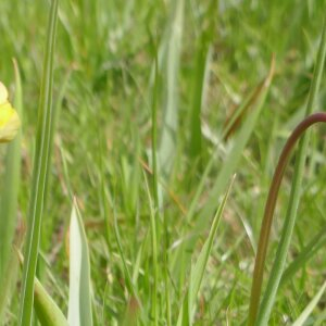 Photographie n°2466767 du taxon Tulipa sylvestris L.