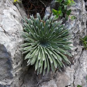 Photographie n°2466848 du taxon Saxifraga longifolia Lapeyr. [1801]