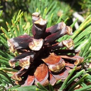 Photographie n°2466871 du taxon Pinus mugo subsp. uncinata (Ramond ex DC.) Domin [1936]