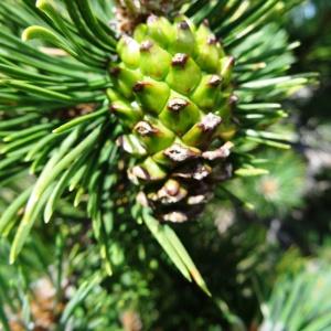 Photographie n°2466872 du taxon Pinus mugo subsp. uncinata (Ramond ex DC.) Domin [1936]