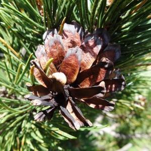 Photographie n°2466873 du taxon Pinus mugo subsp. uncinata (Ramond ex DC.) Domin [1936]
