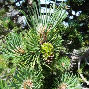 Photographie n°2466875 du taxon Pinus mugo subsp. uncinata (Ramond ex DC.) Domin [1936]