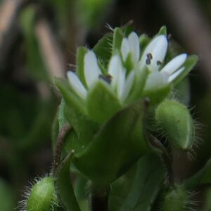 Photographie n°2466895 du taxon Stellaria media (L.) Vill. [1789]