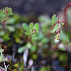 Photographie n°2466930 du taxon Saxifraga tridactylites L. [1753]