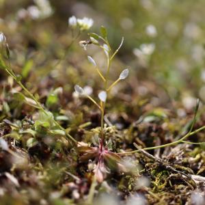 Photographie n°2466954 du taxon Draba verna L. [1753]