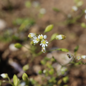 Photographie n°2466955 du taxon Draba verna L. [1753]