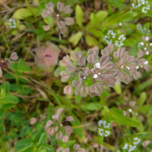 Photographie n°2467104 du taxon Noccaea perfoliata (L.) Al-Shehbaz