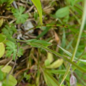 Photographie n°2467105 du taxon Noccaea perfoliata (L.) Al-Shehbaz