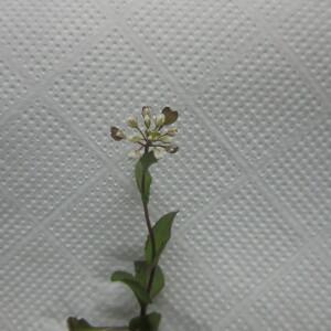 Photographie n°2467125 du taxon Microthlaspi perfoliatum (L.) F.K.Mey.