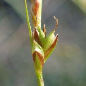  - Carex halleriana Asso