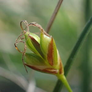  - Carex halleriana Asso