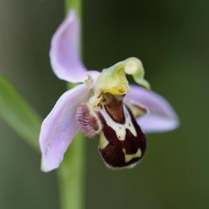 Photographie n°2467166 du taxon Ophrys apifera Huds. [1762]