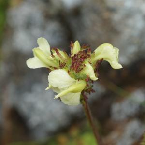  - Pedicularis tuberosa L. [1753]