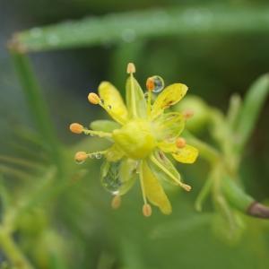 Photographie n°2467175 du taxon Saxifraga aizoides L. [1753]