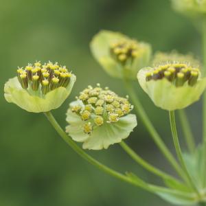 Photographie n°2467177 du taxon Bupleurum stellatum L. [1753]