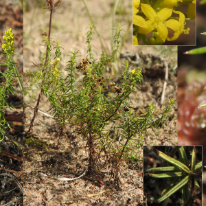 Photographie n°2467183 du taxon Galium verum L. subsp. verum