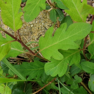 Photographie n°2467238 du taxon Lonicera japonica Thunb. [1784]