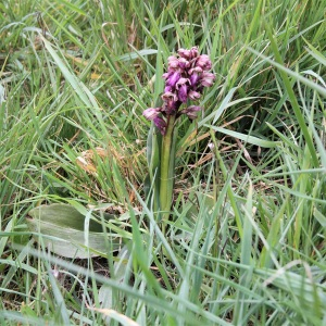 Photographie n°2467239 du taxon Himantoglossum robertianum (Loisel.) P.Delforge [1999]