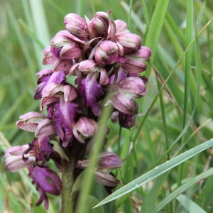 Photographie n°2467240 du taxon Himantoglossum robertianum (Loisel.) P.Delforge [1999]