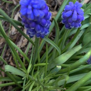 Photographie n°2467264 du taxon Muscari neglectum Guss. ex Ten. [1842]