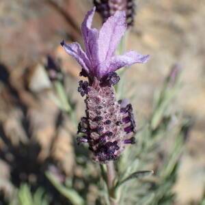 Photographie n°2467291 du taxon Lavandula stoechas L.