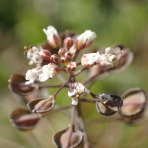 Photographie n°2467346 du taxon Noccaea perfoliata (L.) Al-Shehbaz