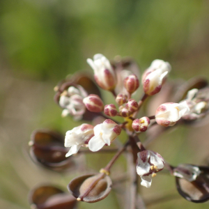 Photographie n°2467347 du taxon Noccaea perfoliata (L.) Al-Shehbaz