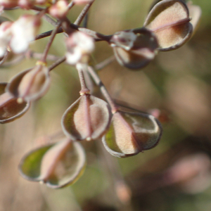 Photographie n°2467352 du taxon Noccaea perfoliata (L.) Al-Shehbaz