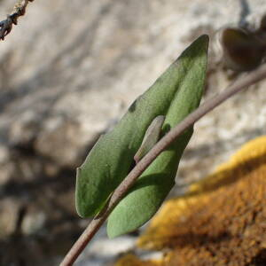 Photographie n°2467354 du taxon Noccaea perfoliata (L.) Al-Shehbaz