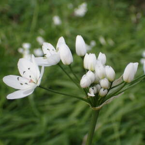 Photographie n°2467367 du taxon Allium neapolitanum Cirillo
