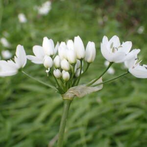Photographie n°2467369 du taxon Allium neapolitanum Cirillo