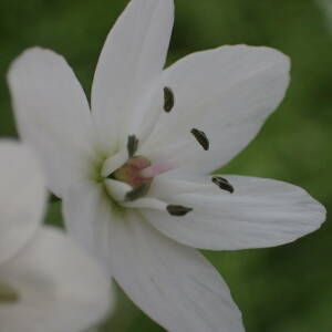 Photographie n°2467370 du taxon Allium neapolitanum Cirillo