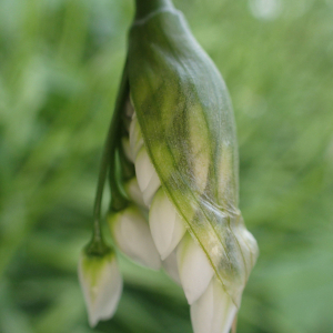 Photographie n°2467371 du taxon Allium neapolitanum Cirillo