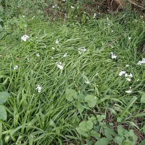 Photographie n°2467372 du taxon Allium neapolitanum Cirillo