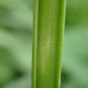 Photographie n°2467373 du taxon Allium neapolitanum Cirillo