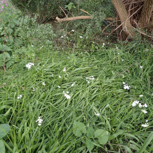 Photographie n°2467375 du taxon Allium neapolitanum Cirillo