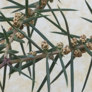Photographie n°2467400 du taxon Juniperus communis L. [1753]