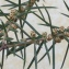  guigui - Juniperus communis L. [1753]
