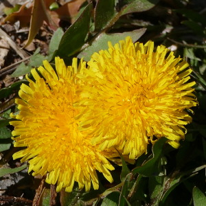 Photographie n°2467417 du taxon Taraxacum div. Sp.