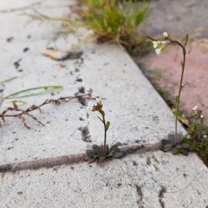 Photographie n°2467453 du taxon Arabidopsis thaliana (L.) Heynh.