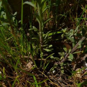 Photographie n°2467463 du taxon Alyssum alyssoides (L.) L. [1759]