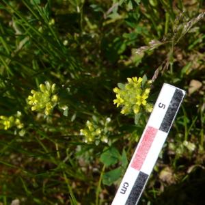 Photographie n°2467464 du taxon Alyssum alyssoides (L.) L. [1759]