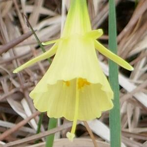 Narcissus gigas (Haw.) Steud.