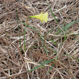 Photographie n°2467469 du taxon Narcissus gigas (Haw.) Steud. [1841]