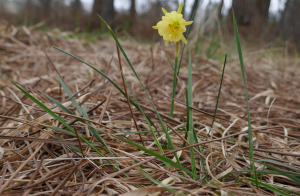 sugar33, le  6 mars 2021 (Martillac)